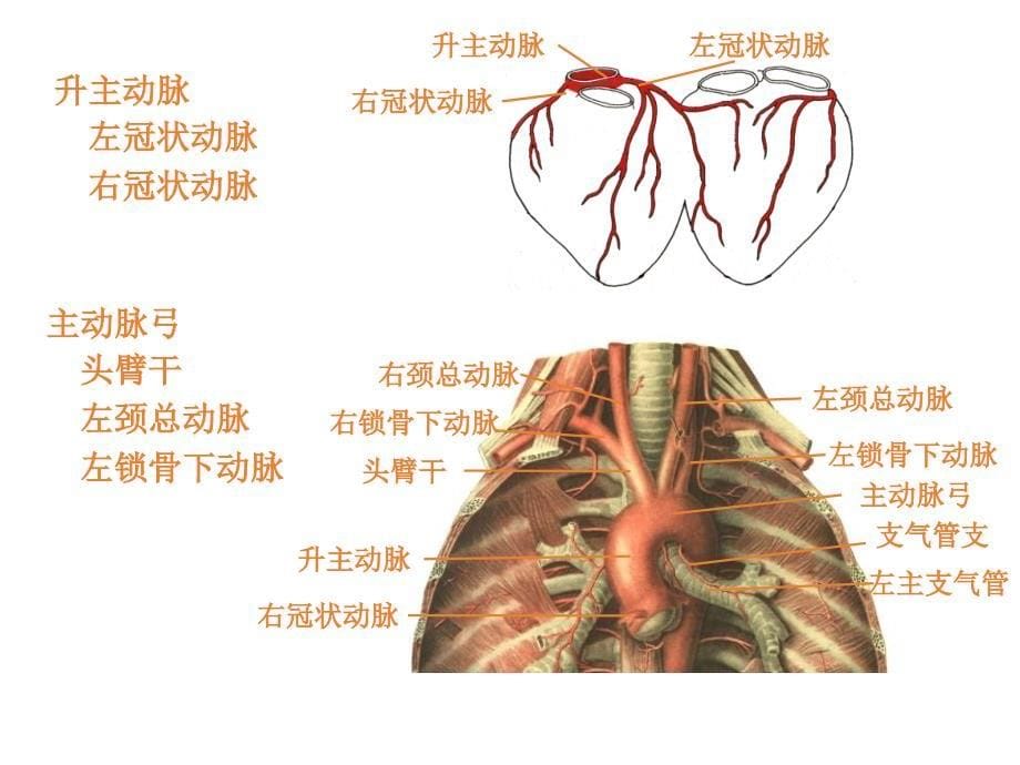 肺循环的血管（五月二十六）.ppt_第5页