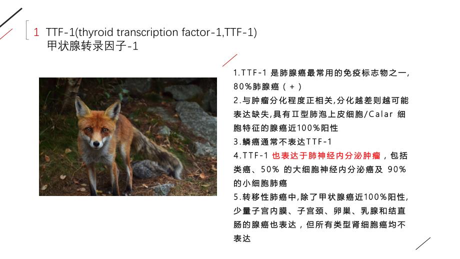 肺癌常用免疫组化标记物初识（五月二十六）.ppt_第4页