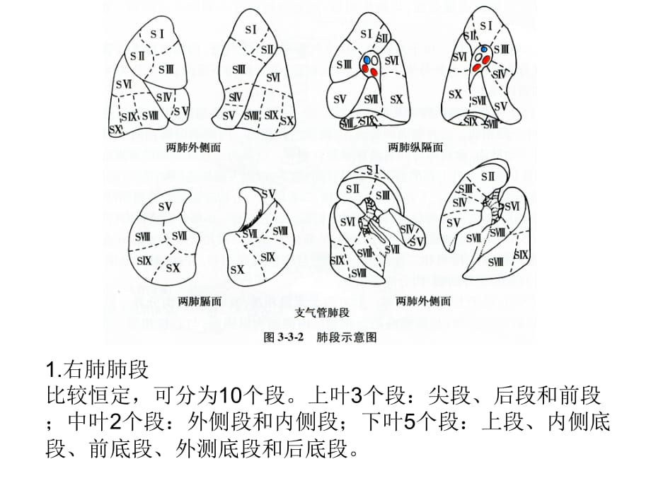 肺段及肺动静脉（五月二十六）.ppt_第2页