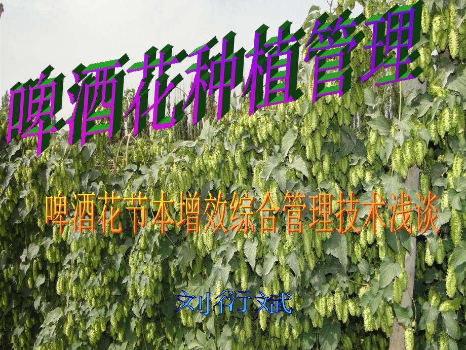 《精编》啤酒花种植管理技术_第1页