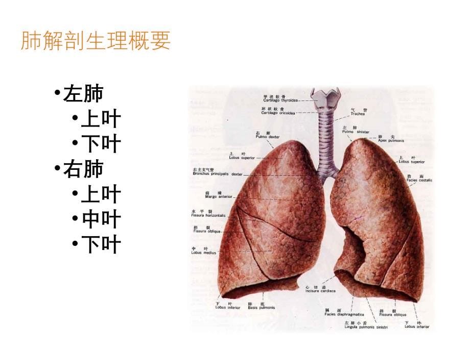 肺癌病人的护理（五月二十六）.ppt_第5页