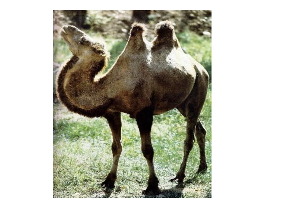 三年级上册16《找骆驼》教学文稿_第1页
