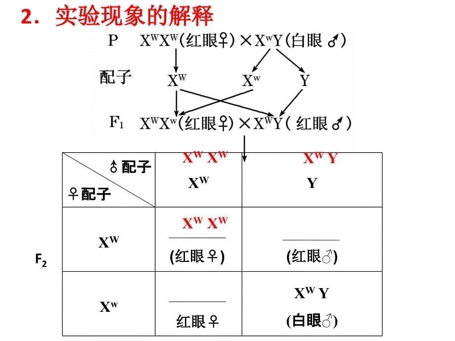 高中生物基因在染色体上及伴性遗传_第5页