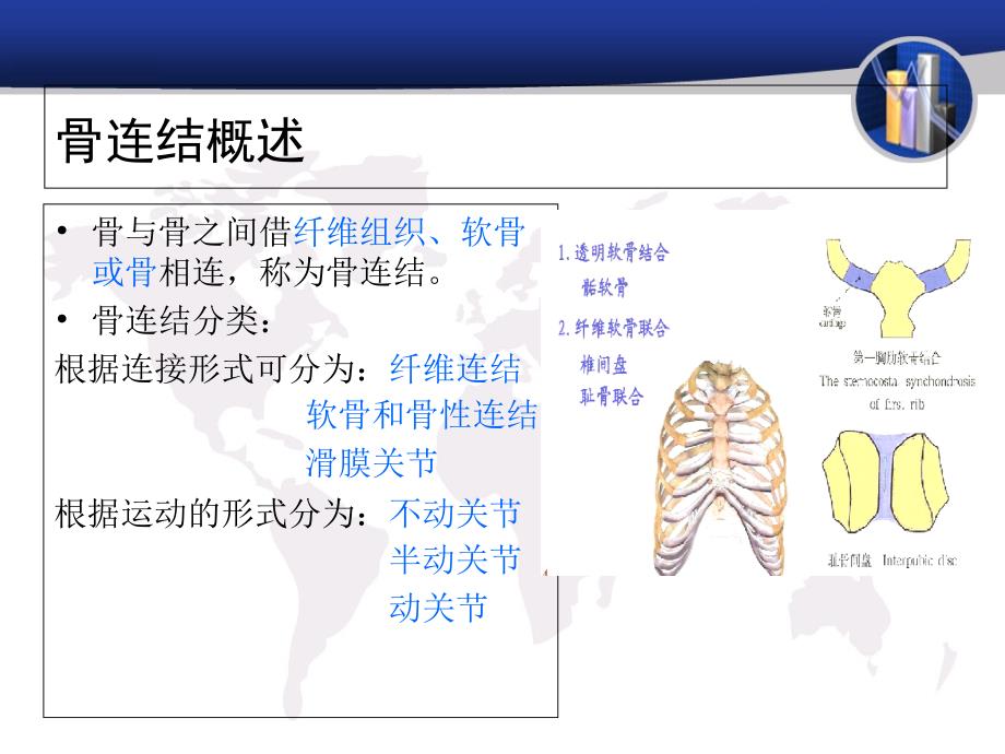 人体各关节概述教学文案_第2页