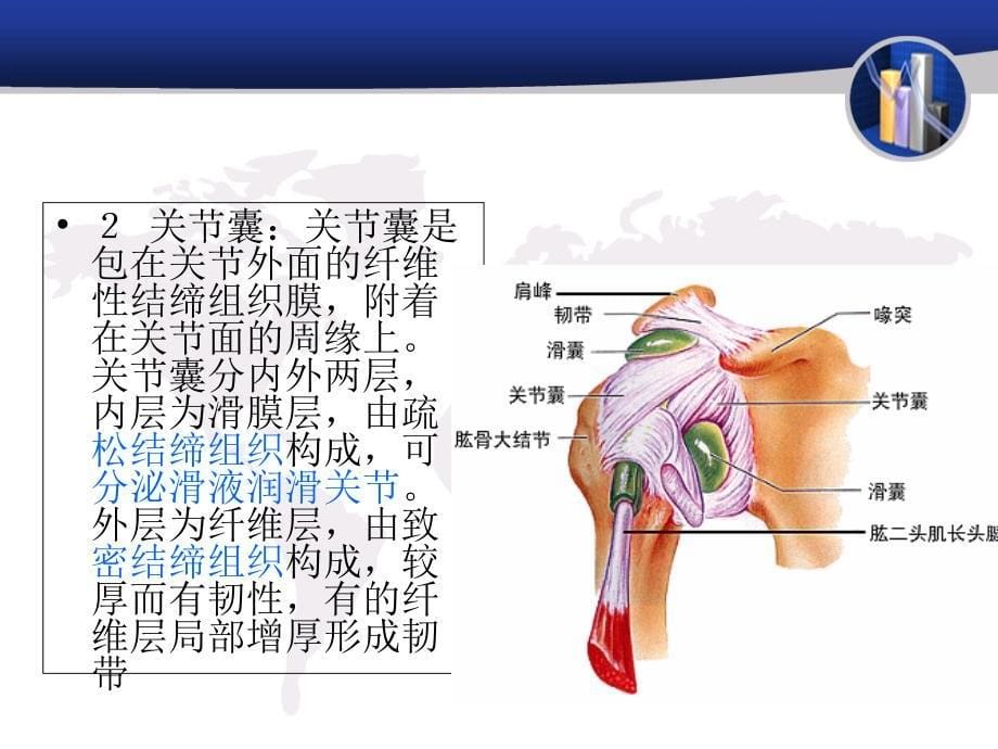 人体各关节概述教学文案_第5页