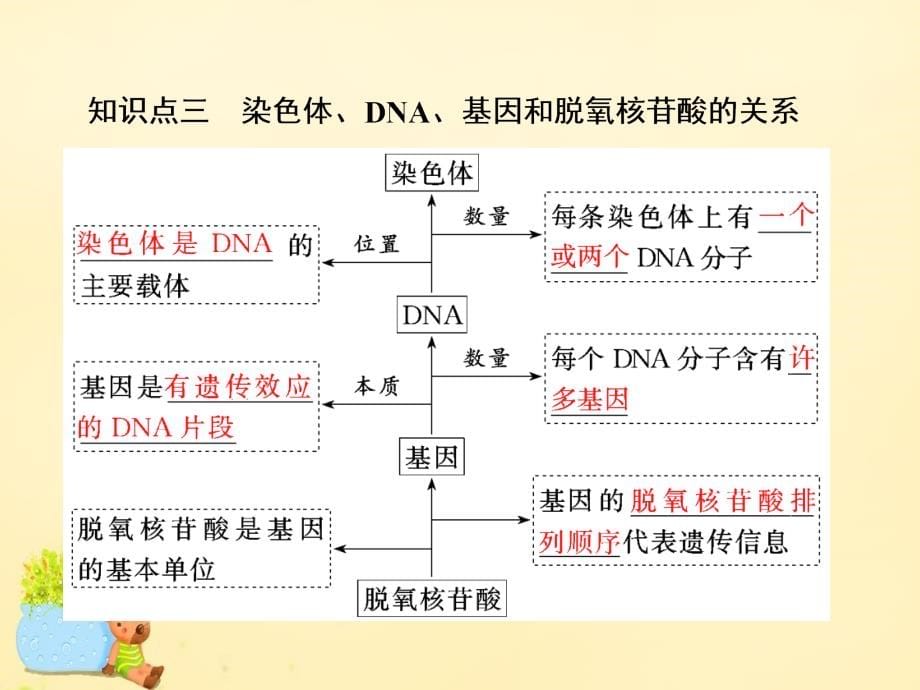 2017届高三生物一轮复习 第二单元 基因的本质与表达 第二讲 DNA分子的结构、复制与基因的本质课件（必修2）_第5页