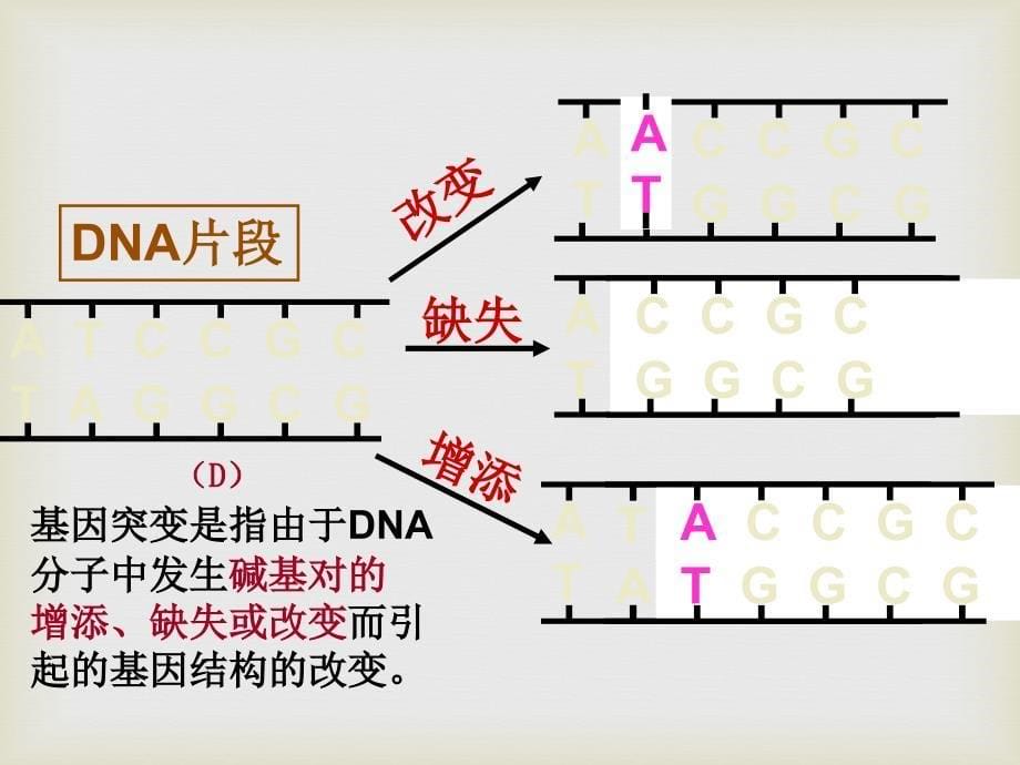 基因突变和基因重组、染色体变异一轮复习-(自己整理)课件PPT_第5页