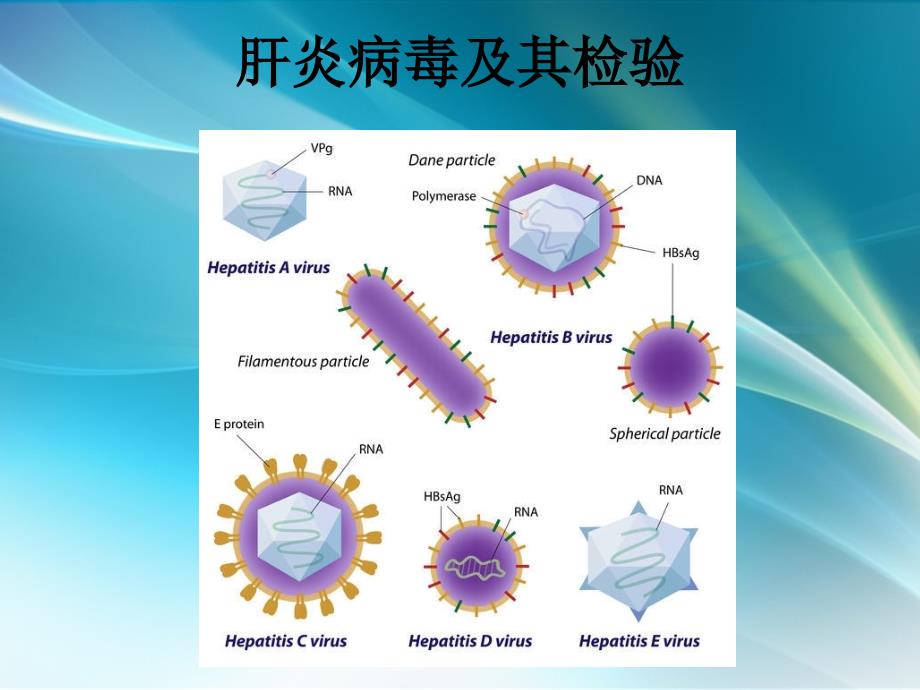 肝炎病毒及其检验-2015年课件PPT_第1页