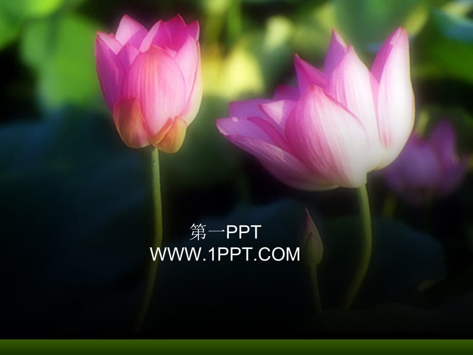 PPT模板 荷花PPT模板 精品_第1页