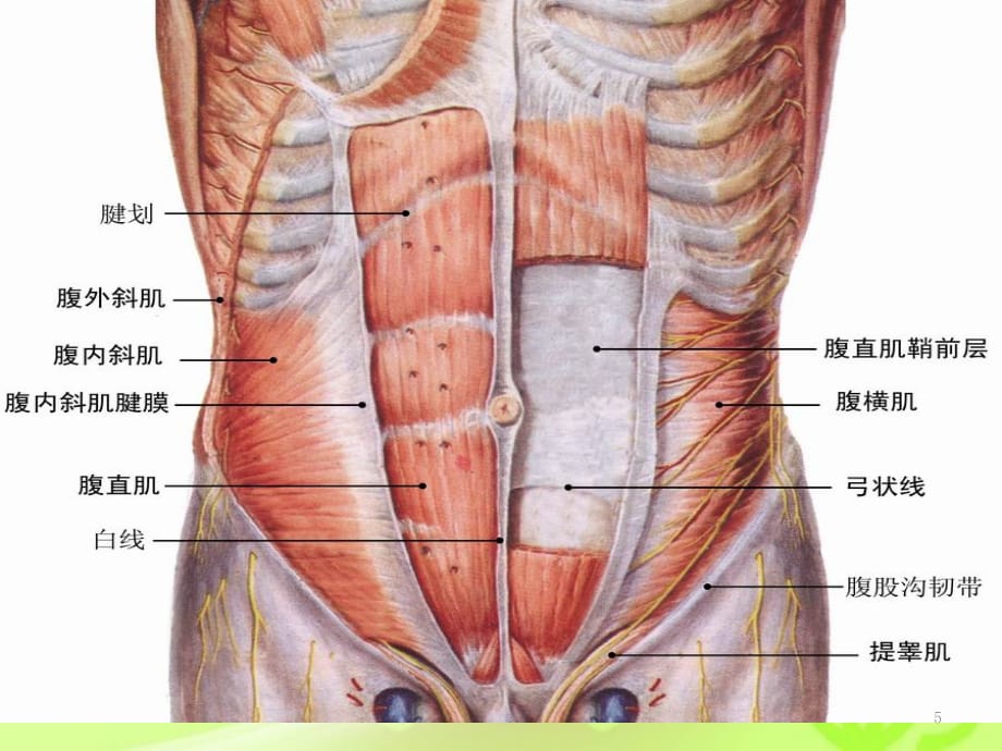 腹壁切口详解PPT精选课件_第5页