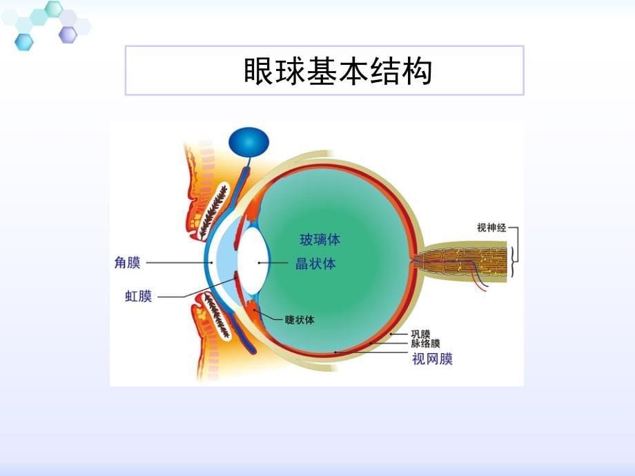 近视科普教育(家长)课件PPT_第5页