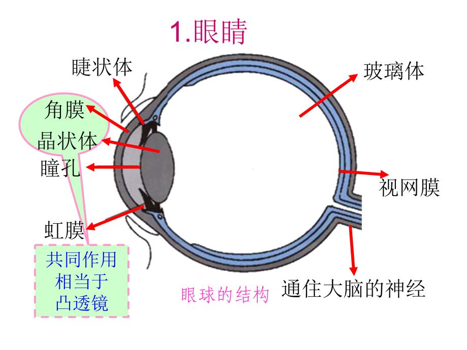 《眼睛和眼镜》课件PPT_第3页