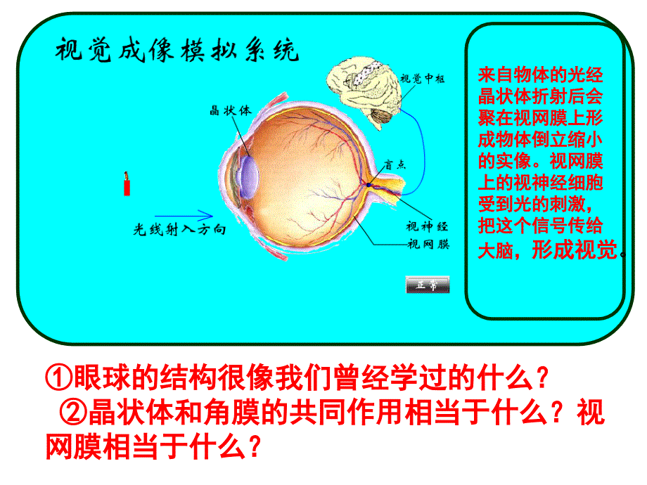 《眼睛和眼镜》课件PPT_第4页