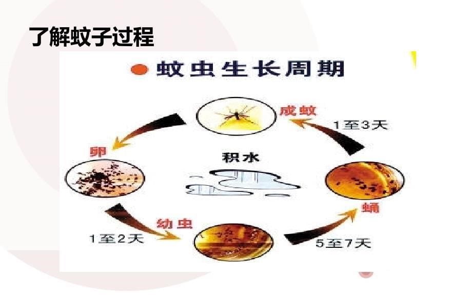 预防登革热主题班会活动课件PPT_第5页