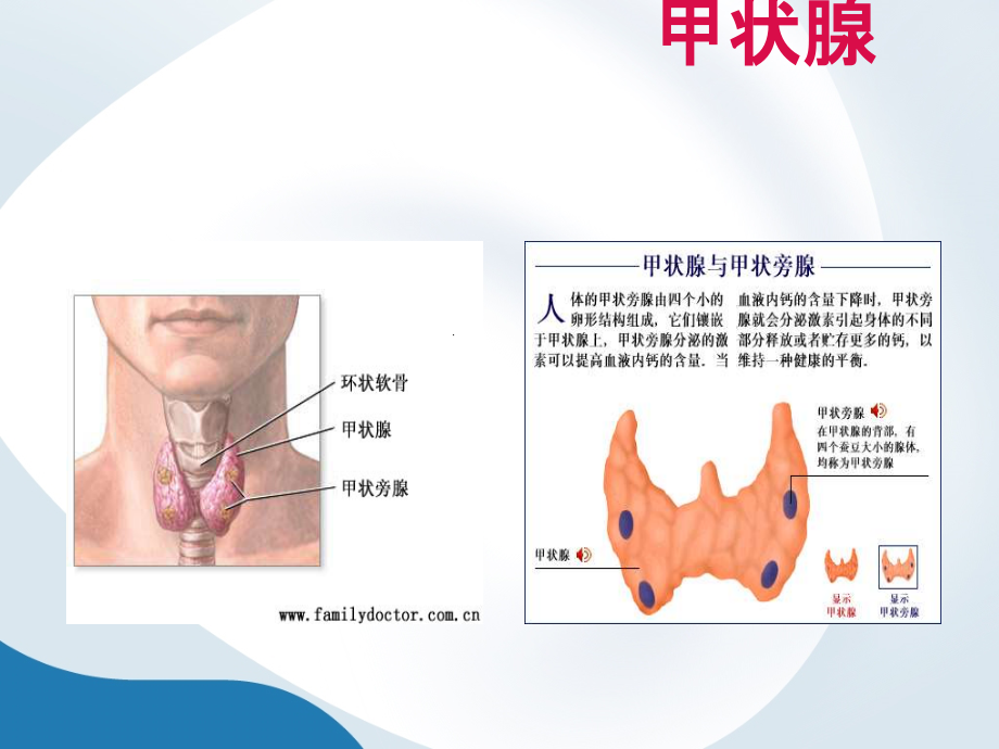 甲状腺结节(内训资料)课件PPT_第3页