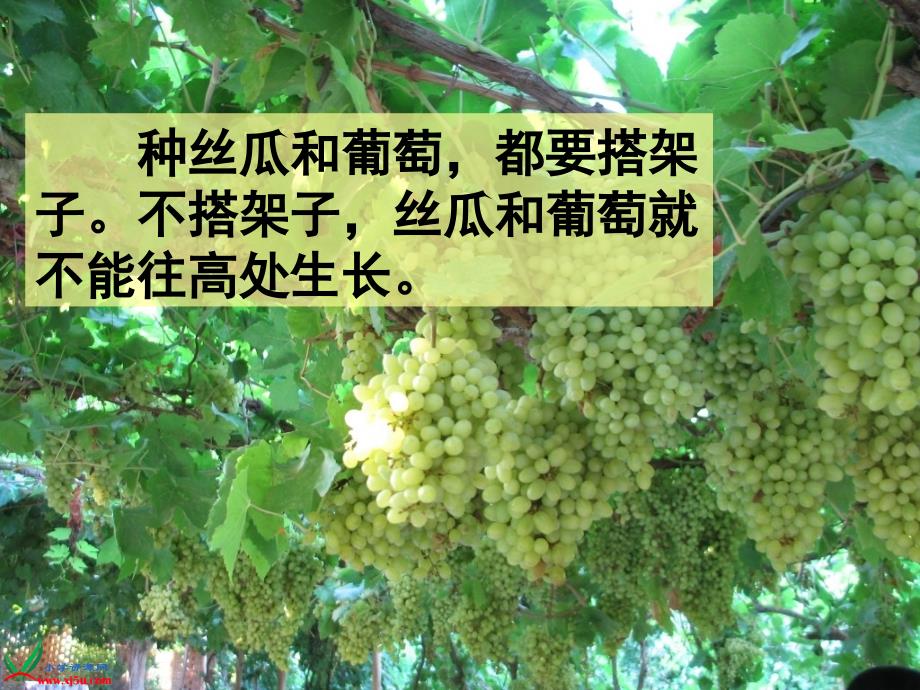 《爬山虎的脚》优秀教学课件_第2页