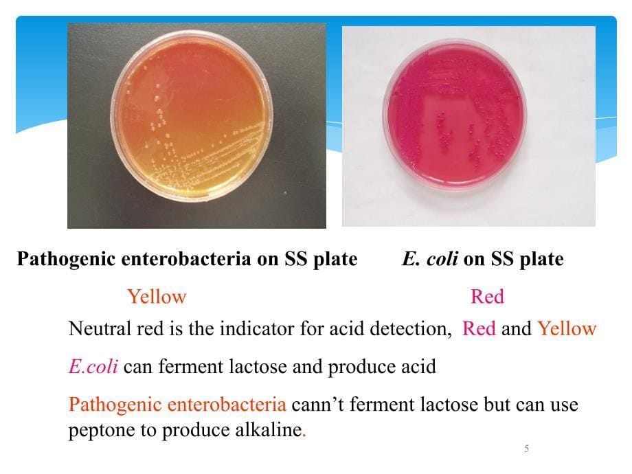 肠道杆菌Enerobaceriaceae课件PPT_第5页