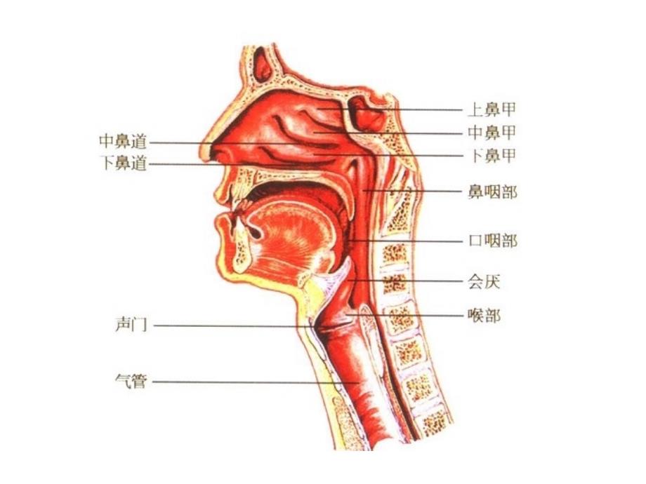 纤维支气管镜解剖讲课资料_第2页