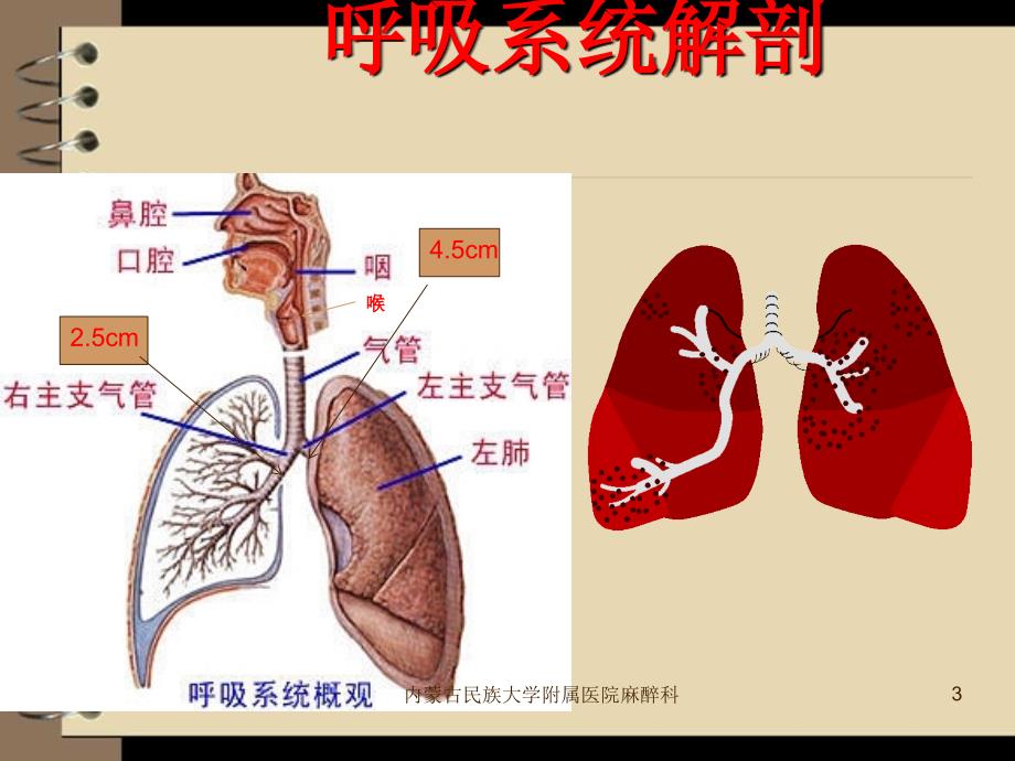 呼吸系统解剖与麻醉课件PPT_第3页
