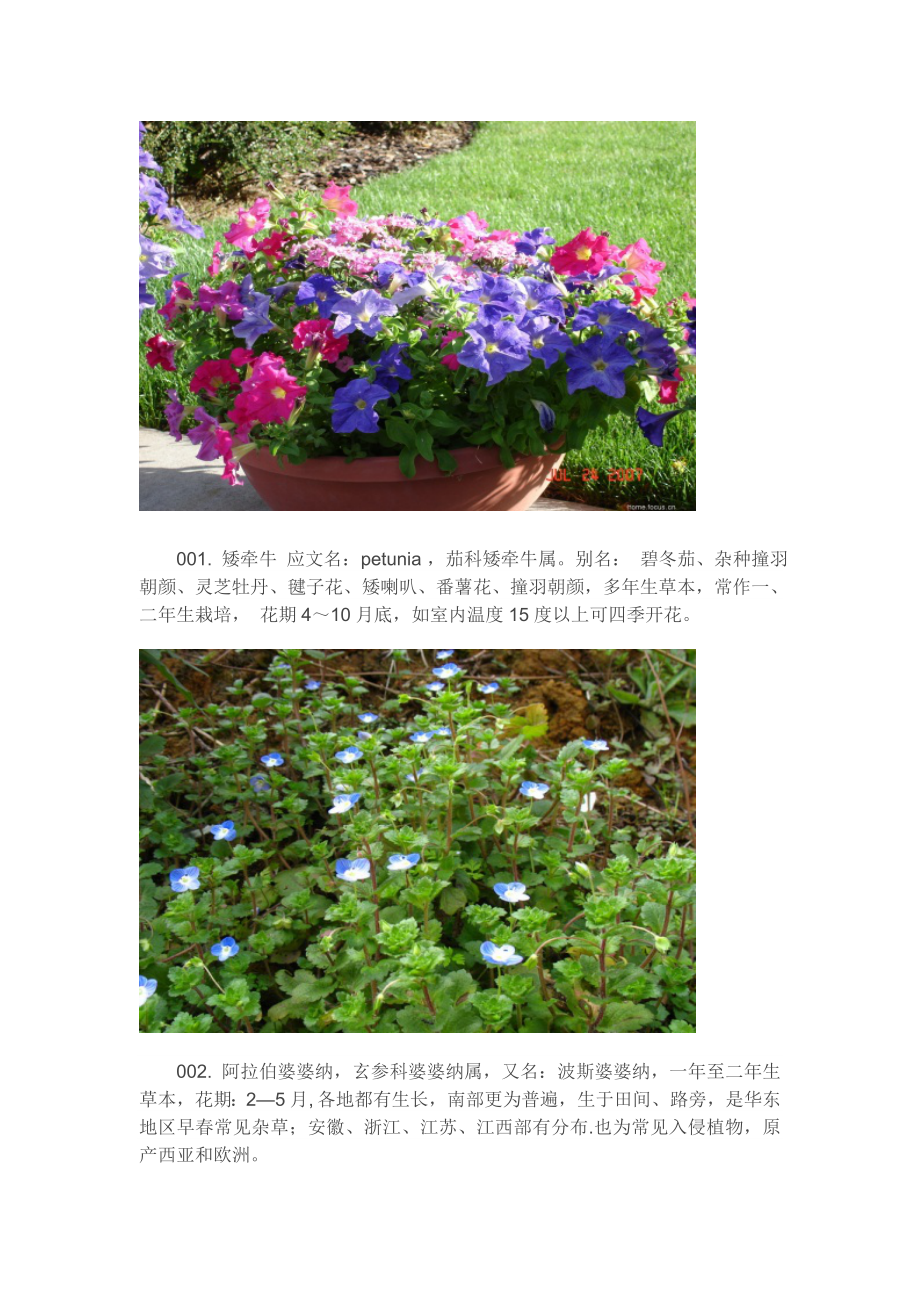 种常用花卉、地被植物(附图片).doc_第2页