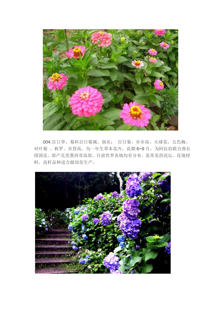 种常用花卉、地被植物(附图片).doc_第4页