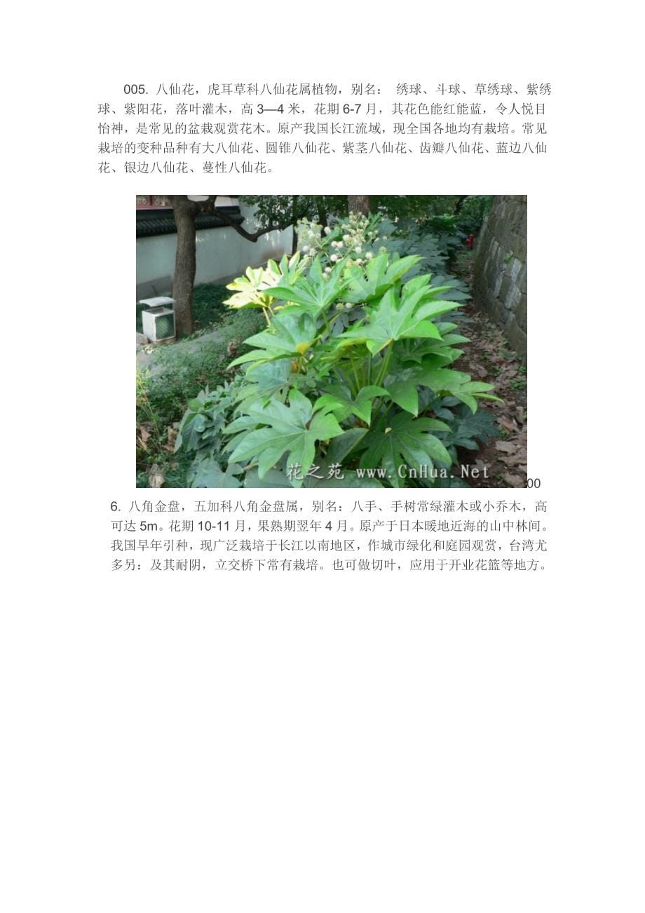 种常用花卉、地被植物(附图片).doc_第5页