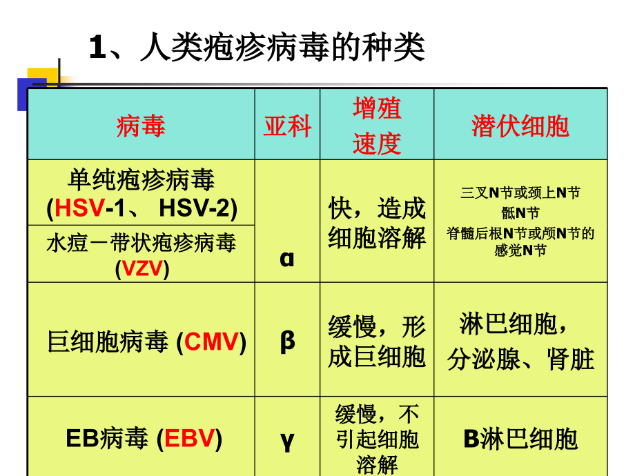 疱疹病毒课件PPT_第3页