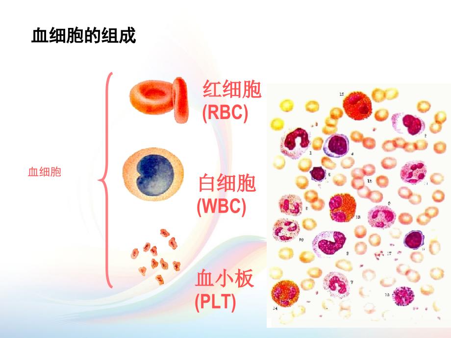 血细胞--红细胞课件PPT_第3页