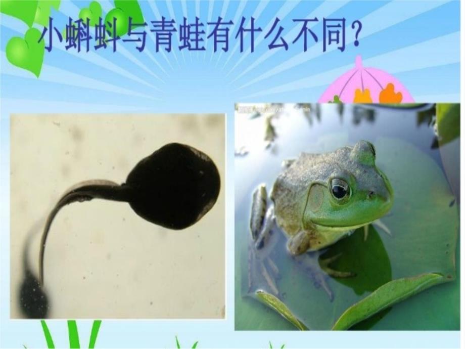 它是谁的宝宝上课讲义_第3页