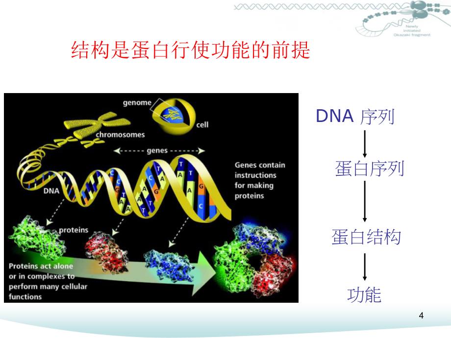 蛋白质序列分析及结构预测PPT精选课件_第4页