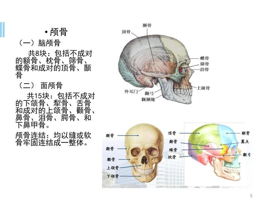 正常人体解剖学PPT精选课件_第5页