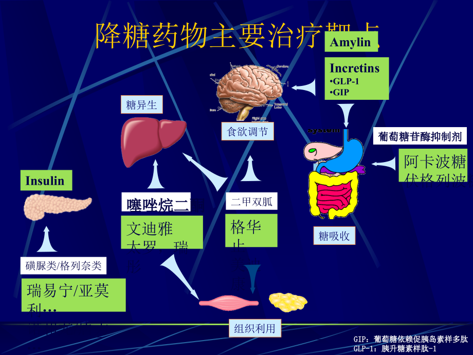 2型糖尿病口服药物合理使用课件PPT_第3页