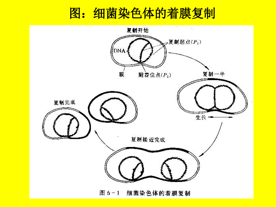 第七章 细菌遗传学_第3页