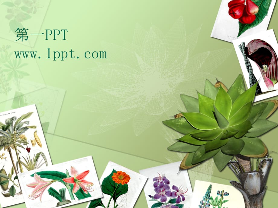 PPT模板 Botany Presentation 精品_第1页