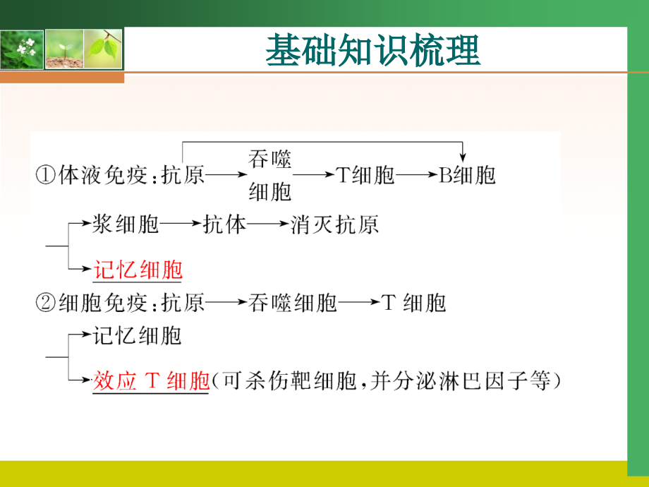 高考生物一轮复习精美：必修 第二章 节_第4页