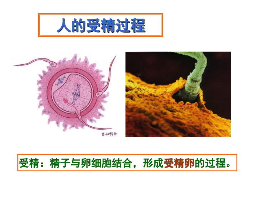 微课件《人的生殖》教案资料_第4页