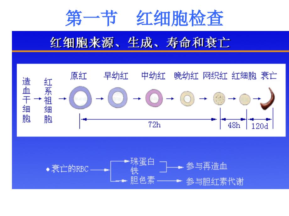 《精编》血液一般检验方法讲义_第3页