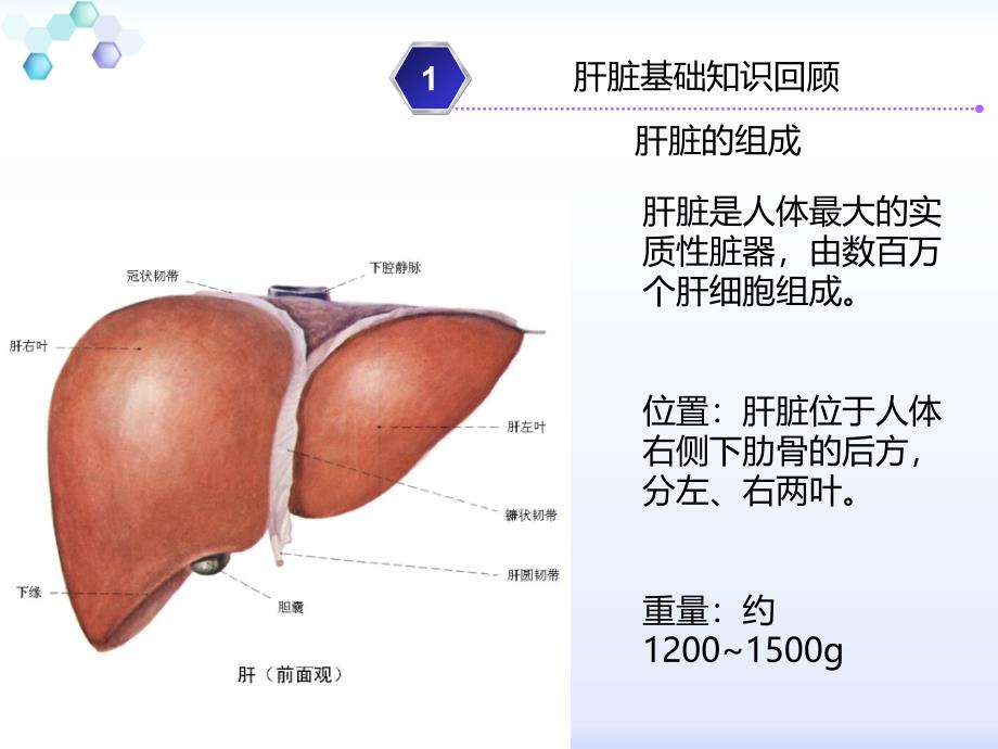 肝脏及肝病基础知识课件PPT_第4页