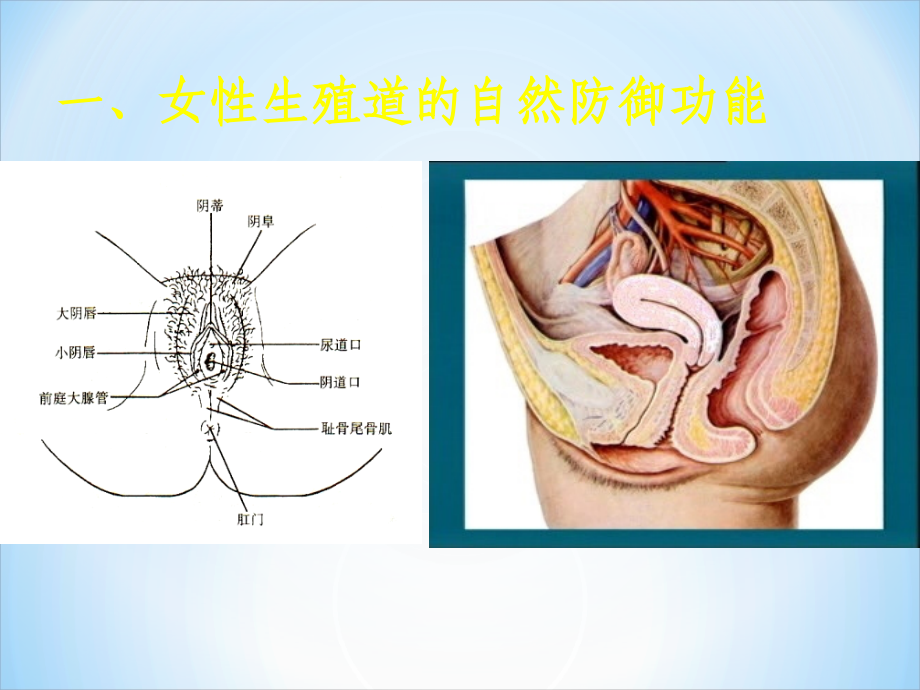 生殖系统炎症课件PPT_第4页