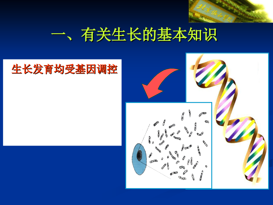 医学院内分泌博士程-生长激素缺乏性矮小症课件PPT_第3页