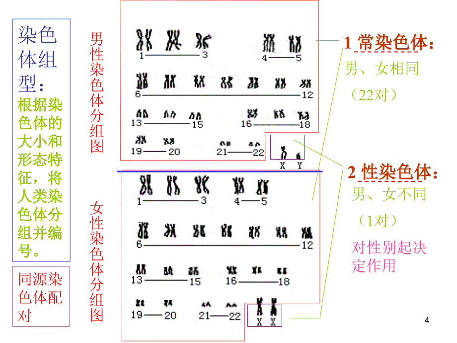 高一生物性染色体与伴性遗传PPT精选课件_第4页