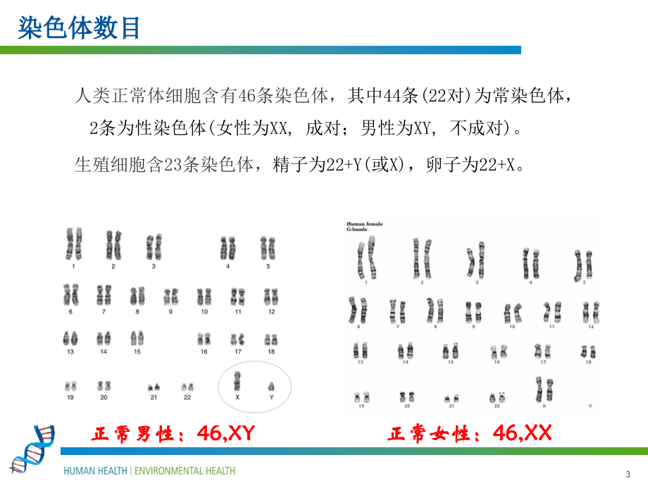 染色体病和单基因病课件PPT_第3页