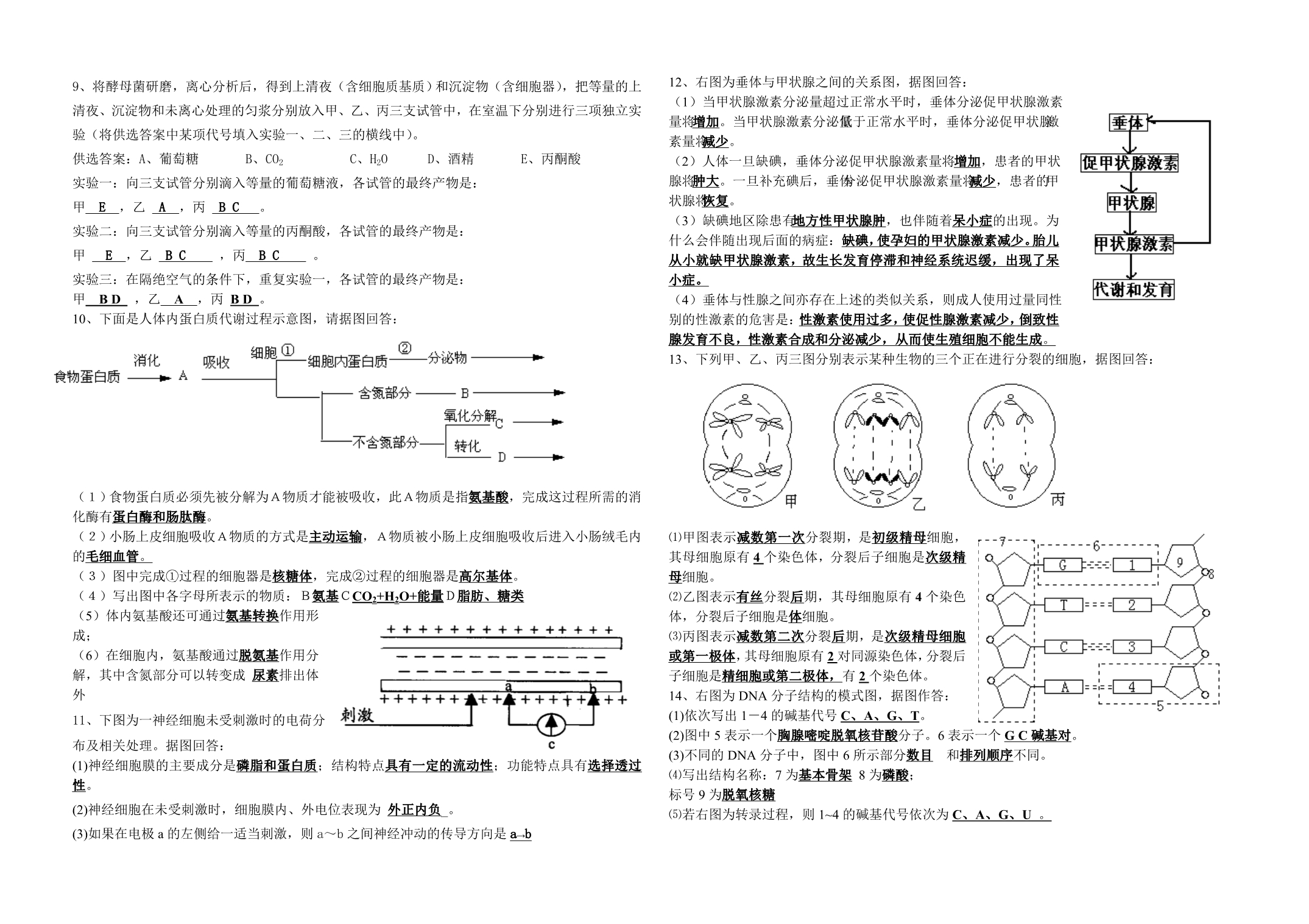 高中生物必修基础知识简答题汇编.doc_第2页