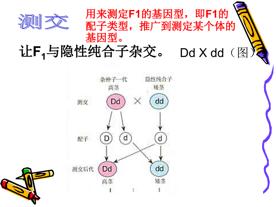 高一生物遗传规律.ppt_第3页