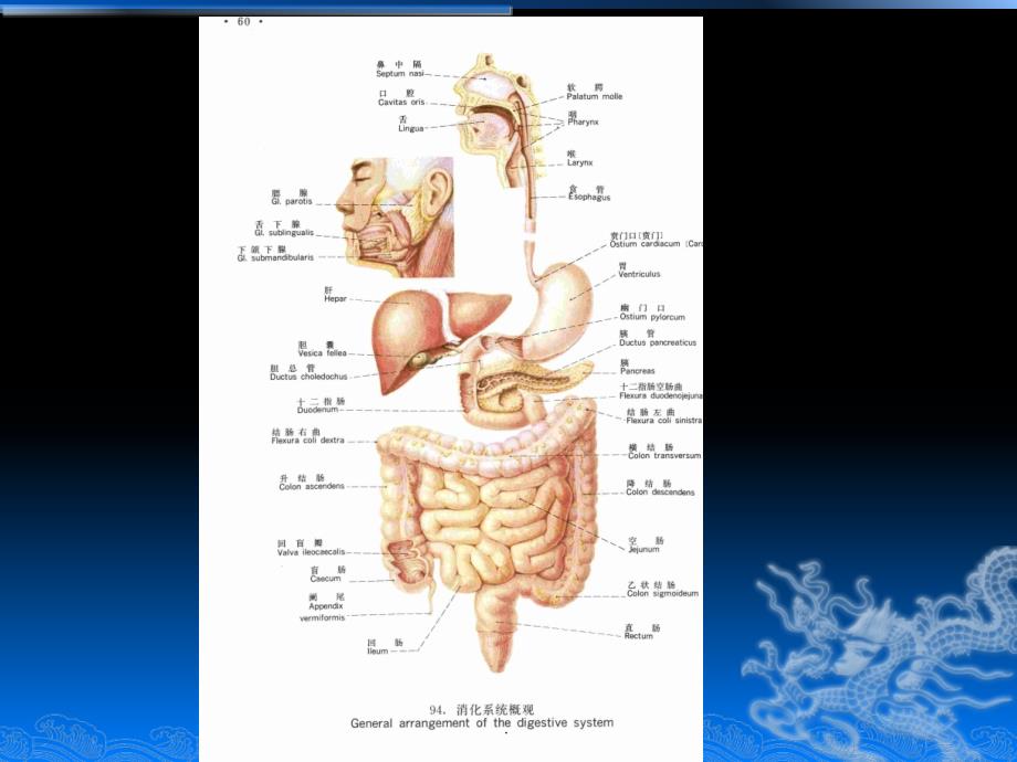 胃解剖及临床影像ppt课件_第2页