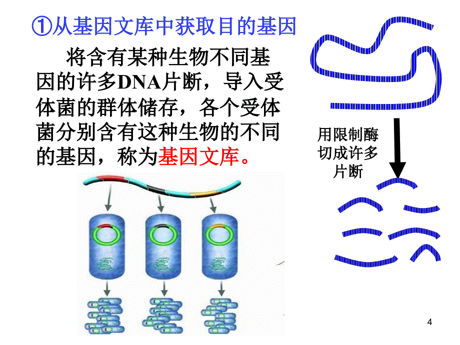 基因工程的原理和技术PPT幻灯片课件_第4页