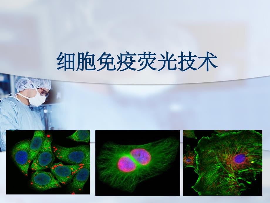 细胞免疫荧光技术ppt课件_第1页