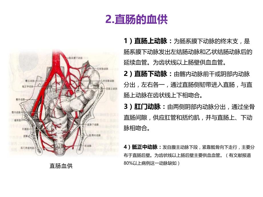 直肠相关解剖学基础及直肠癌常用术式课件PPT_第4页