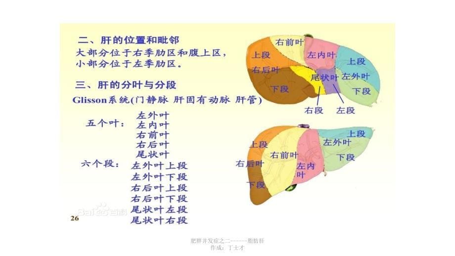 肥胖与脂肪肝课件PPT_第5页