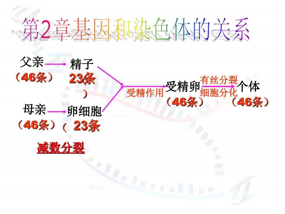 高中生物减数分裂和受精作用课件人教版必修二.ppt_第1页